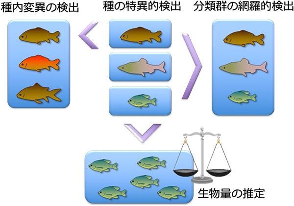 テーマ3. 環境DNAを利用した生物多様性研究