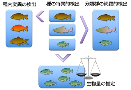 テーマ2. 環境DNAを利用した生物分布と遺伝的多様性の推定 イメージ