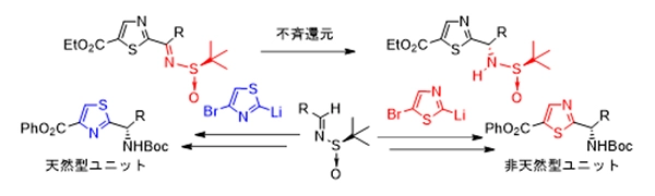 硫黄の不斉を利用した非天然型チアゾールユニットの合成