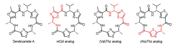 デンドロアミドＡアナログの合成研究と生理活性評価