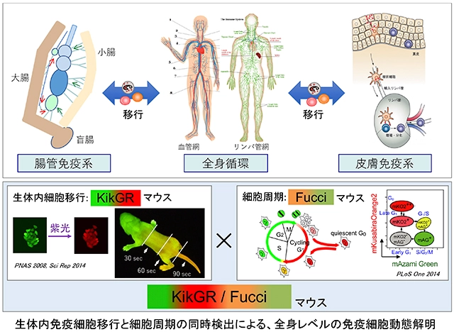 腫瘍細胞死による抗腫瘍免疫増強に関わる免疫細胞動態変化とその分子機構の解明