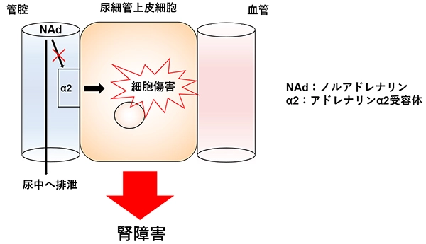 腎障害の病態解明とアドレナリンα2受容体の役割