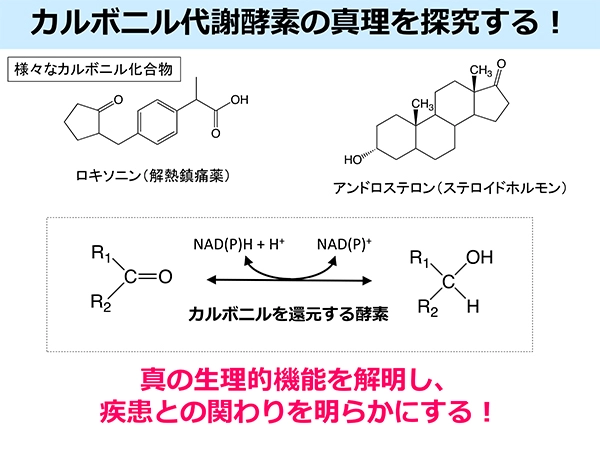 Fig. 1「カルボニル代謝酵素の真理を探究する！」