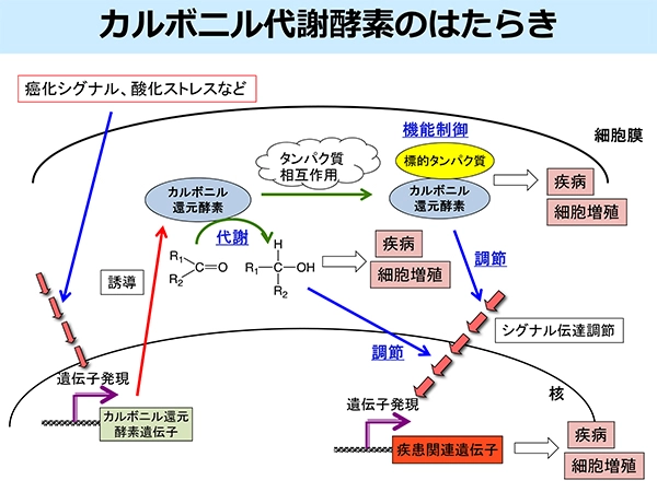 Fig. 2「カルボニル代謝酵素のはたらき」