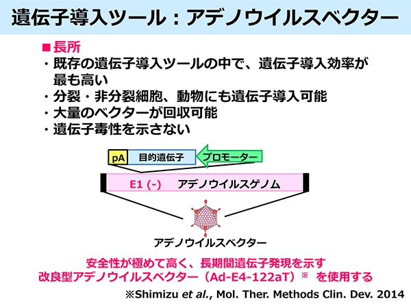 Fig. 4「遺伝子導入ツール：アデノウイルスベクター」