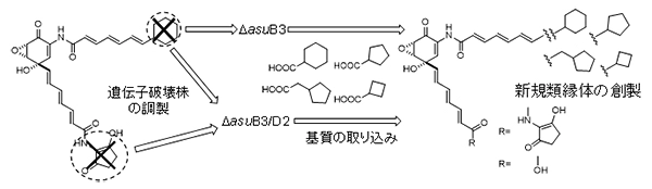 放線菌代謝産物の生合成研究