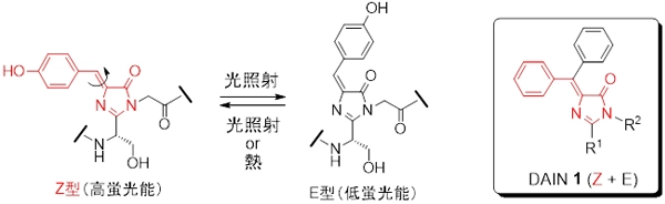 図2　GFPクロモホアの光異性化とDAINの構造